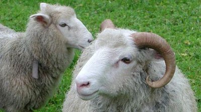 Sheep front