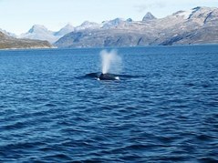 Minke whale
