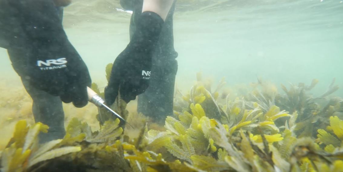 Seaweed underwater