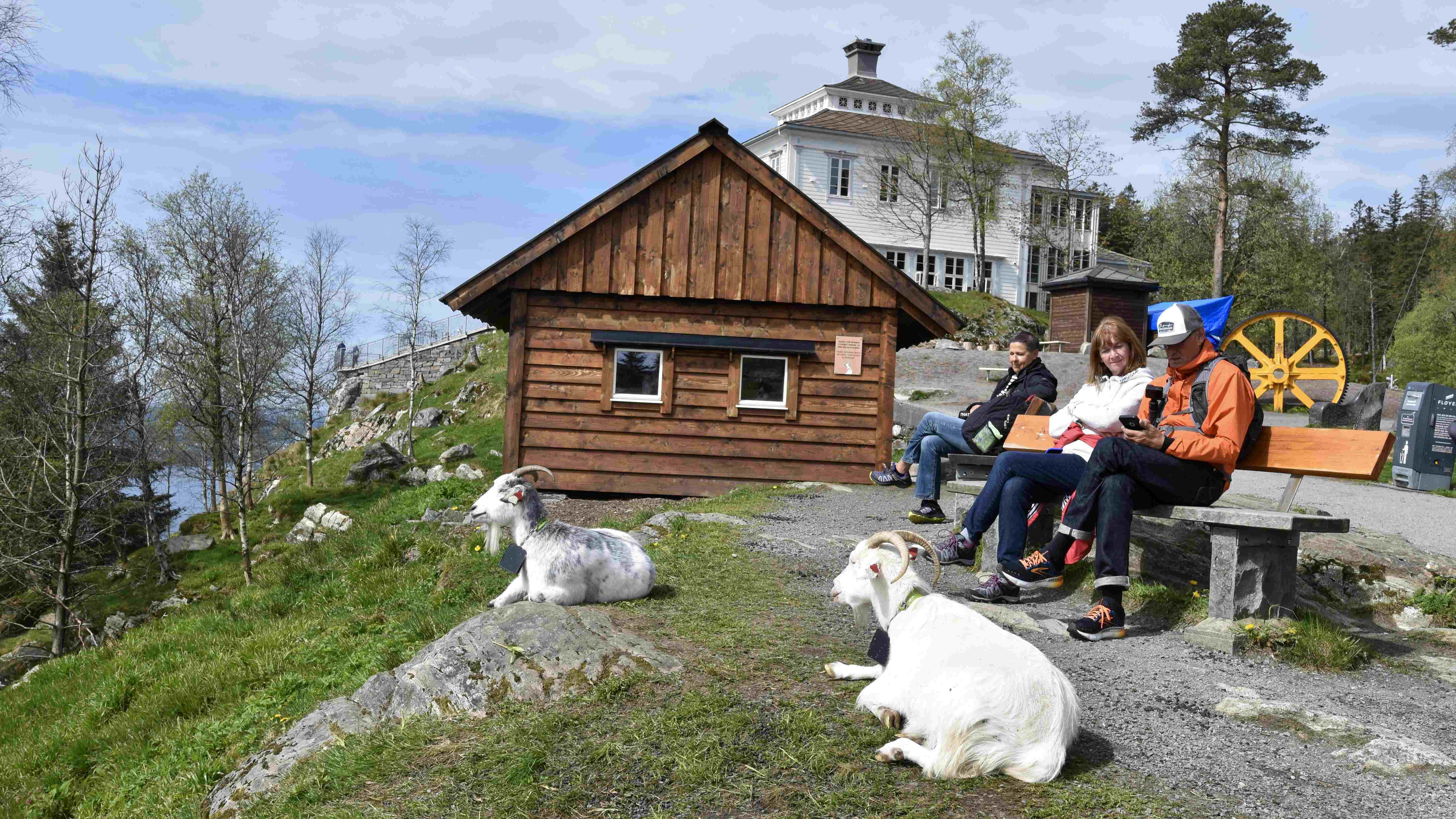 Kashmir goats