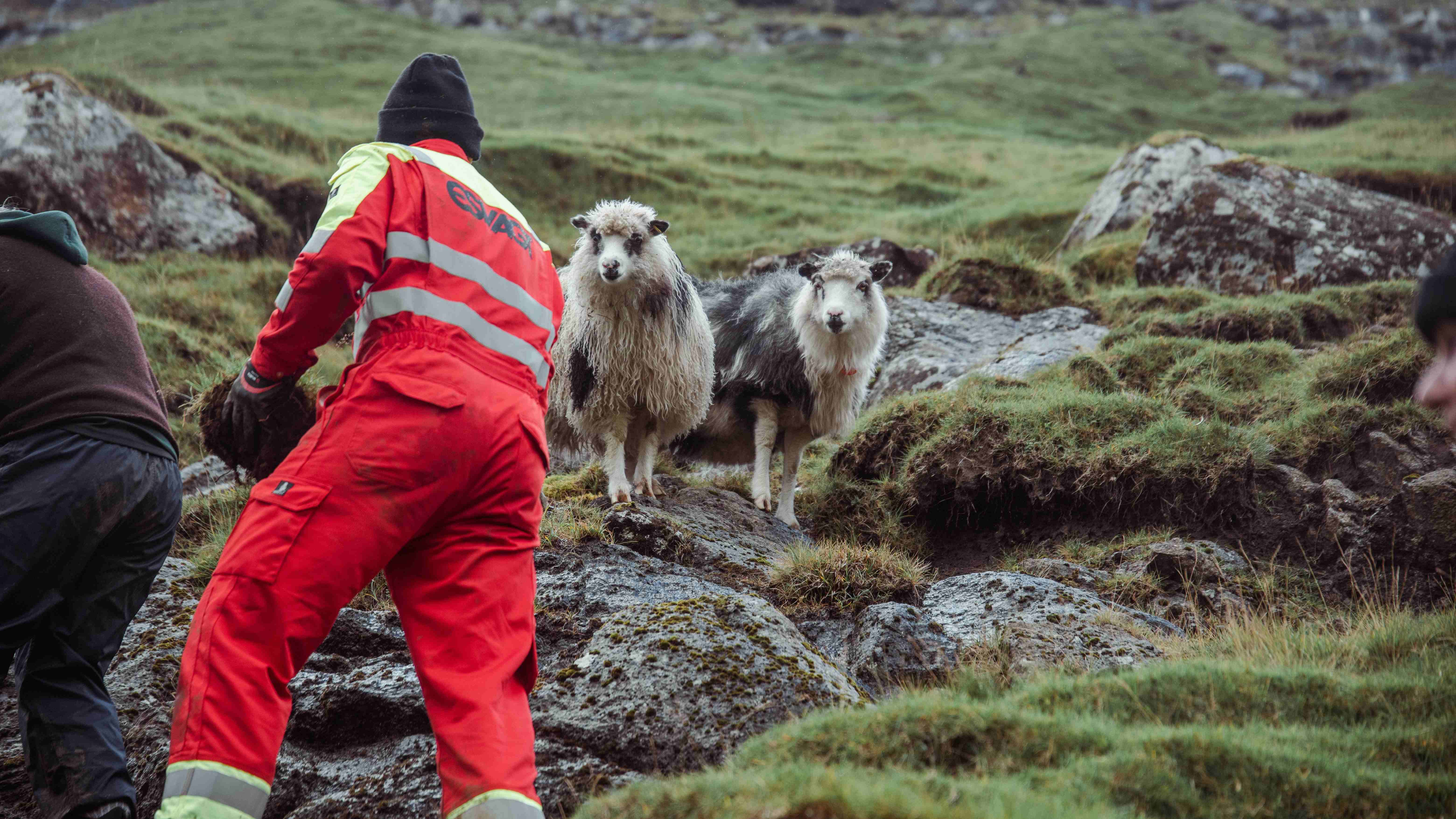 Volunteers and sheep