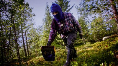 Labour shortage for Nordic agriculture and forestry 
