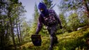 Labour shortage for Nordic agriculture and forestry 