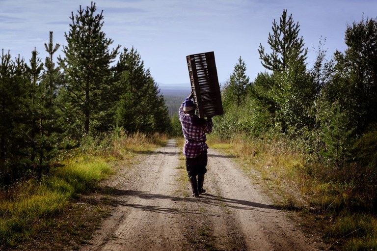 Thai berry picker 2 Thai berry picker 2