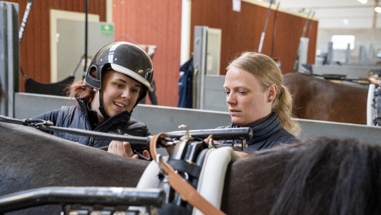 No horsing around with the work environment for the Swedish equine sector