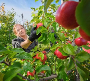 Little Åland supplies Finland with apples