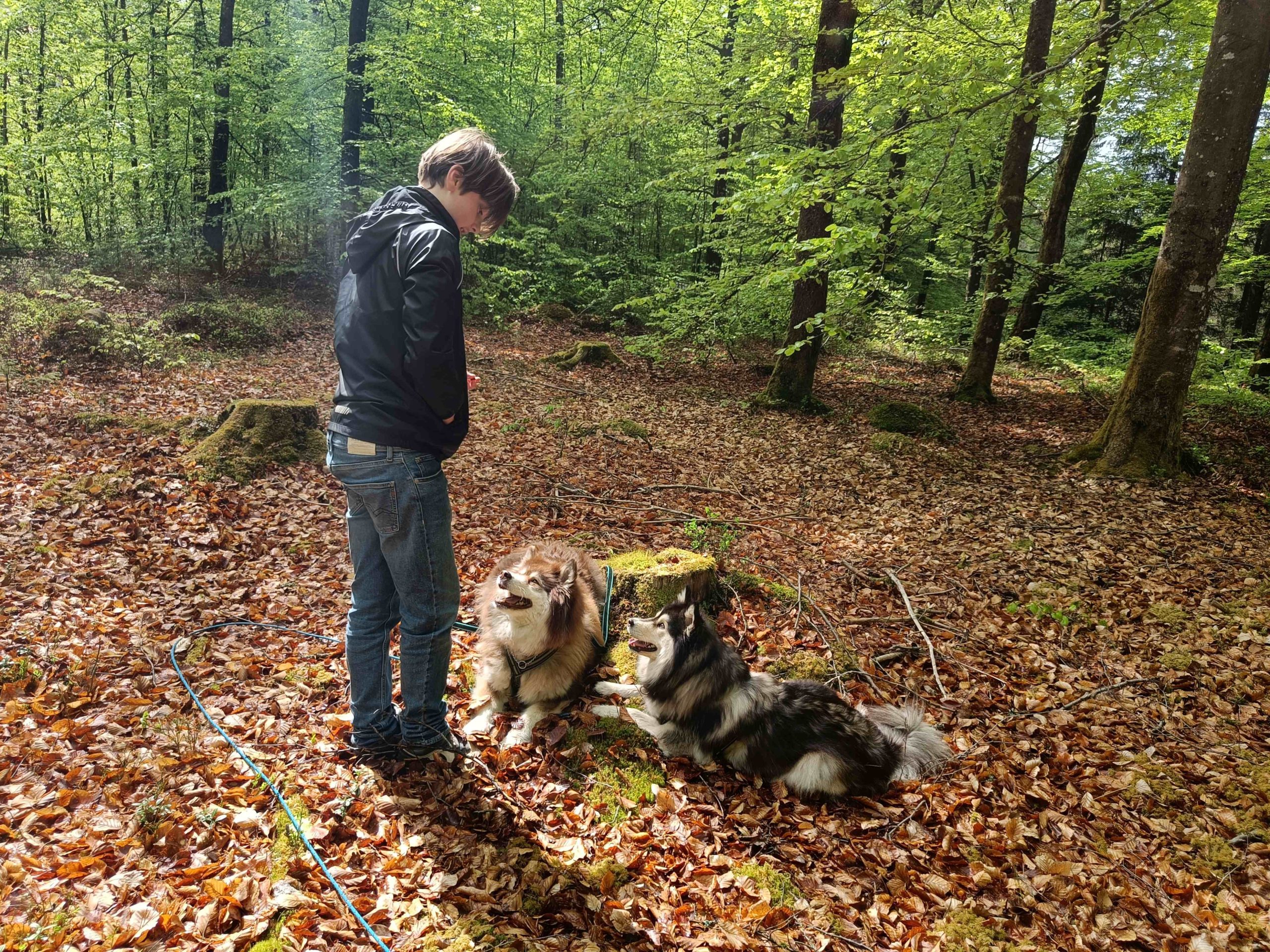 The freelancer making a living from her love of dogs